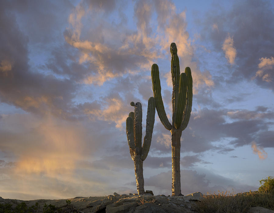 Saguaro Carnegiea Gigantea Cacti, Cabo Photograph by Tim Fitzharris