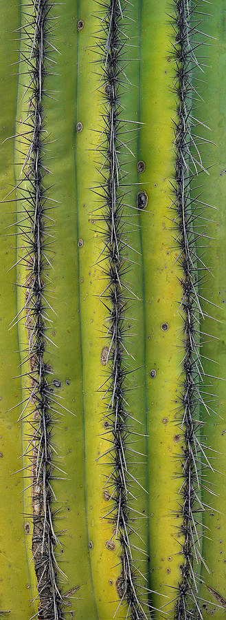 Saguaro Carnegiea Gigantea Cactus Close Photograph by Tim Fitzharris
