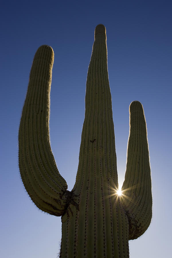 Saguaro Carnegiea Gigantea Cactus Photograph by Ingo Arndt Saguaro Carnegiea Gigantea Cactus Photograph by Ingo Arndt