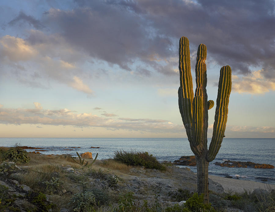 Saguaro Carnegiea Gigantea Cactus Photograph by Tim Fitzharris