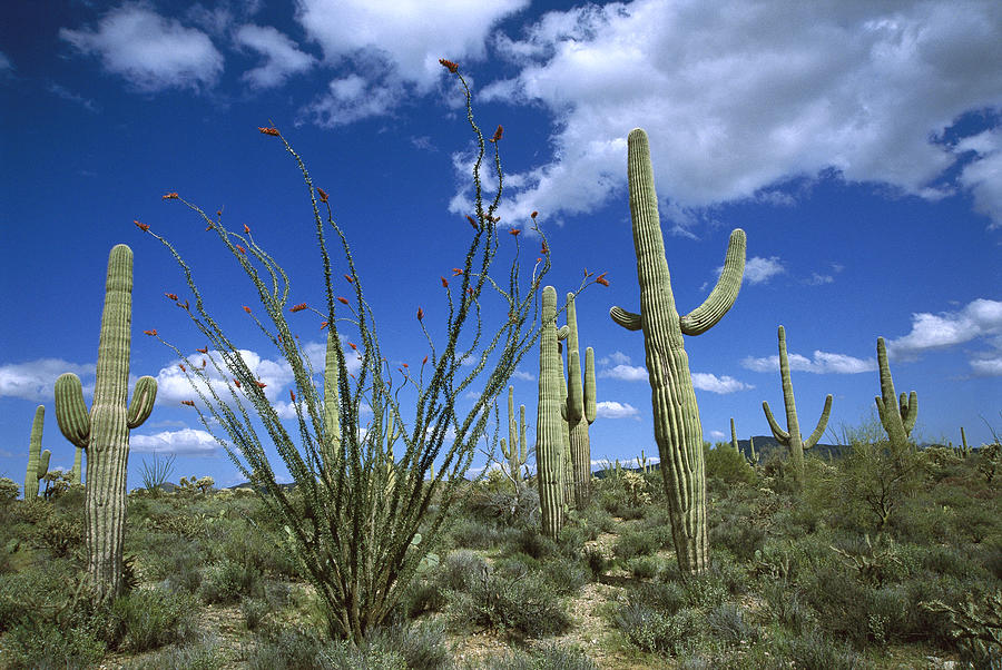Saguaro Carnegiea Gigantea Cactus Photograph by Tom Vezo