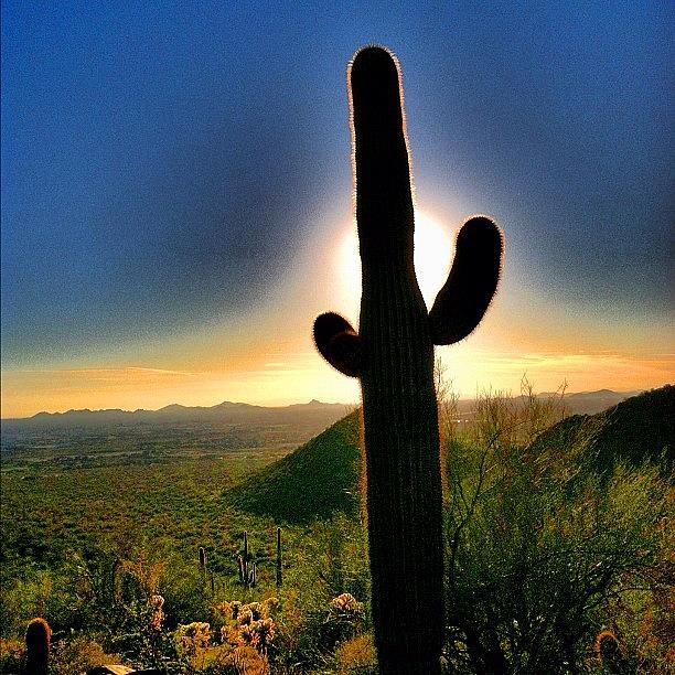 Nature Photograph - Saguaro On Windgate Pass Trail. #cactus by John Schultz