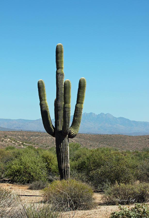 Saguaro Scenic Photograph by Suzanne Gaff - Fine Art America