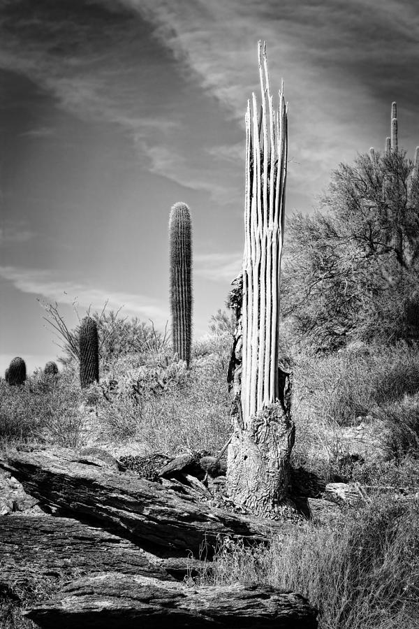 Saguaro Skeleton BW Photograph by Kelley King