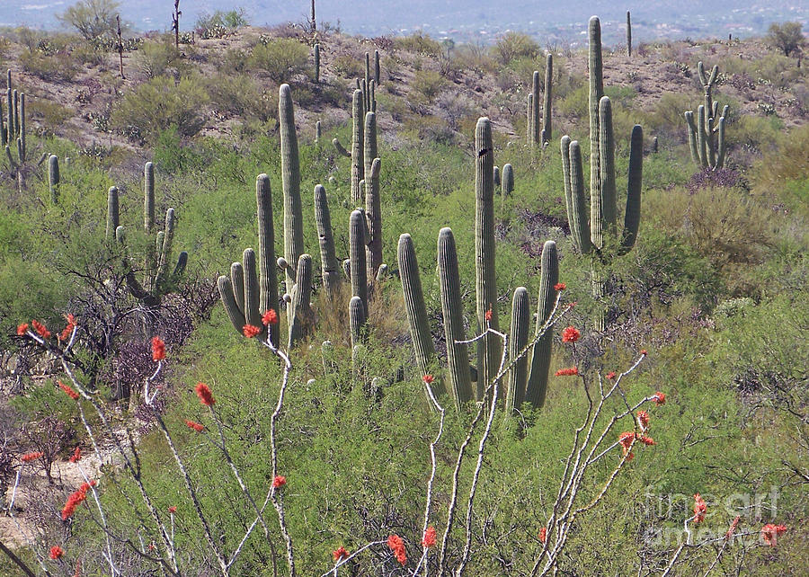 Saguaro Splendor Photograph by Carolyn Baumgart - Fine Art America