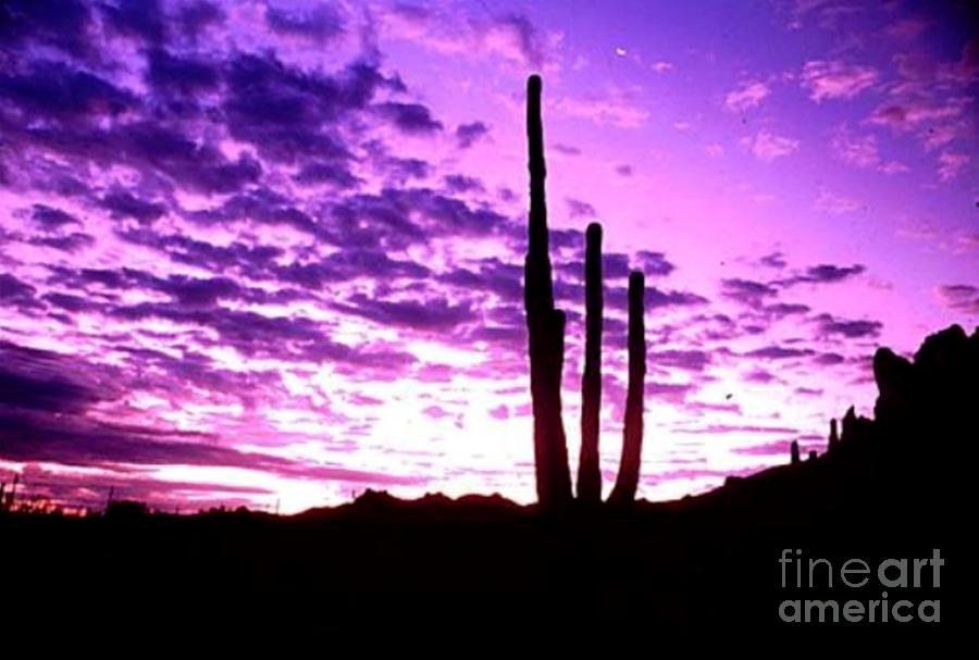 Saguaro Sunrise Photograph by Stanley Morganstein