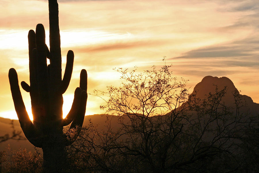 Saguaro Sunset Photograph by Wendi Curtis