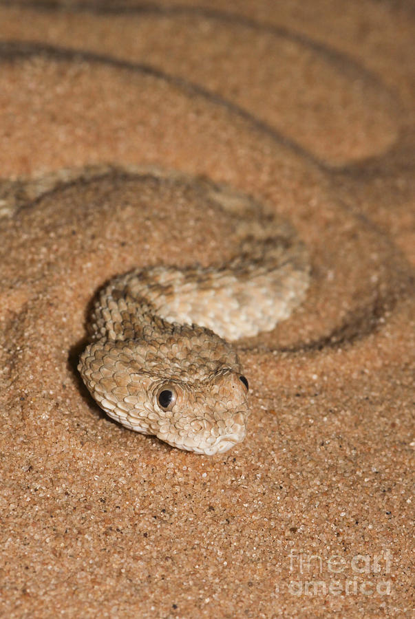 Sahara sand viper Cerastes vipera Photograph by Alon Meir