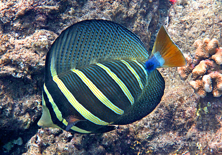 Sailfin Tang Expanded Photograph by Bette Phelan