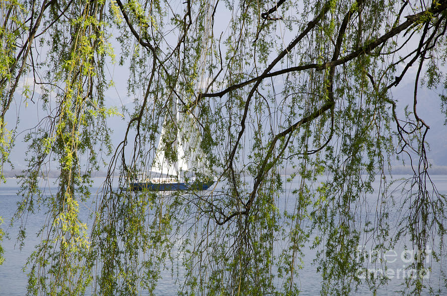 sailboats behind trees