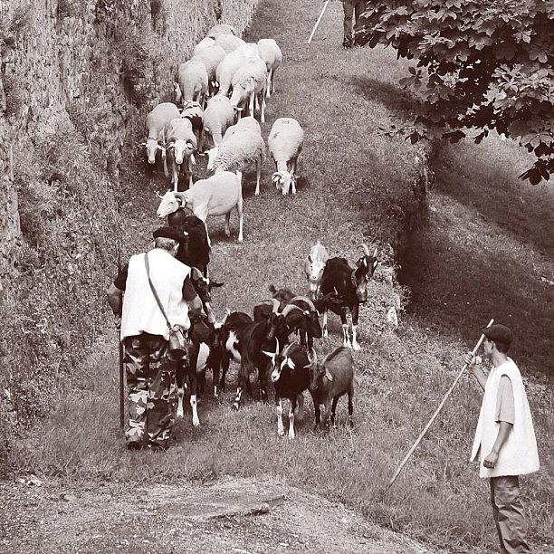 Sheep Photograph - Saint-bertrand-de-comminges, Petite by Val Lao