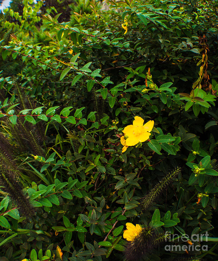 Saint John's Wort by Anne Boyes Saint John's Wort by Anne Boyes