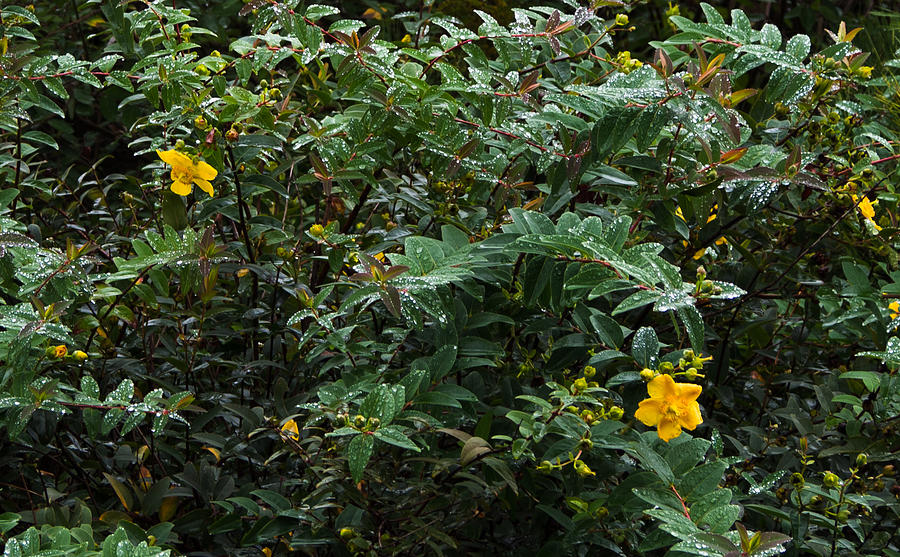 Saint John's Wort-II by Anne Boyes Saint John's Wort-II by Anne Boyes