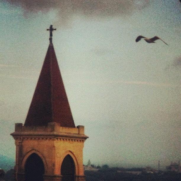 Seagull Photograph - #saintantoine #church #photooftheday by Deniz Ipek