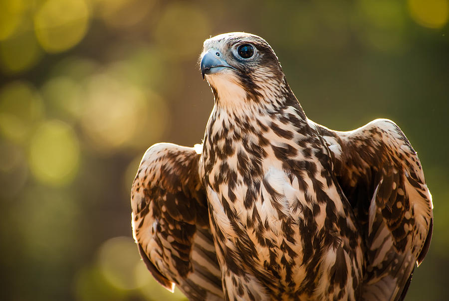 Saker Falcon Photograph by Joye Ardyn Durham