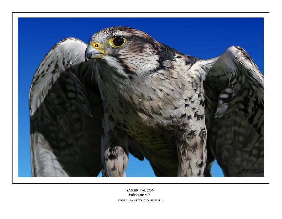 Saker Falcon Digital Art by Owen Bell
