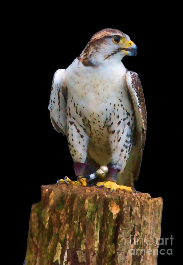 Saker Falcon Photograph by Sheila Laurens