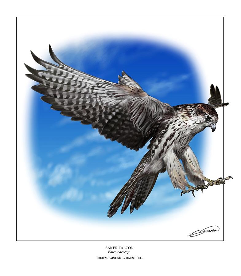 Saker Falcon stooping Digital Art by Owen Bell