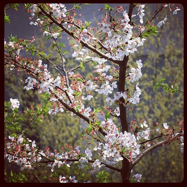 Nature Photograph - Sakura #flowers #spring #hangzhou by Jason Fang