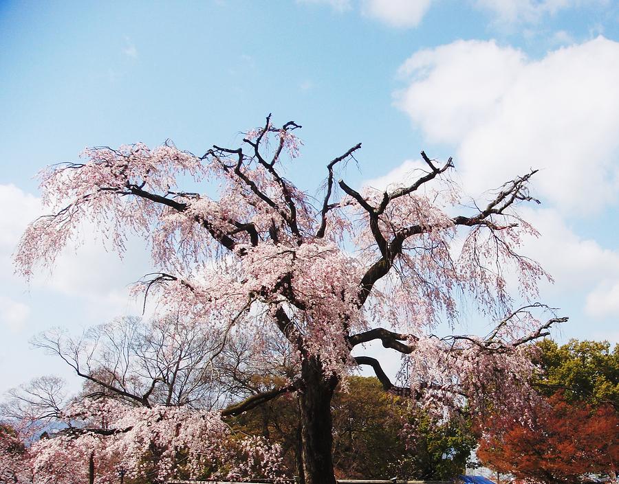 Sakura Photograph by Supranee Sengkanon - Fine Art America