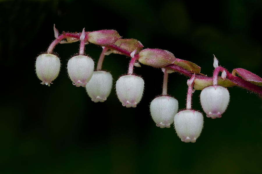 Salal (gaultheria Shallon), Has Urn-shaped Flowers Photograph by Ed Reschke