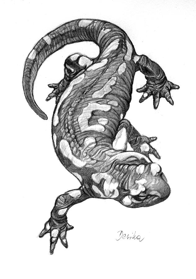 giant salamander drawing