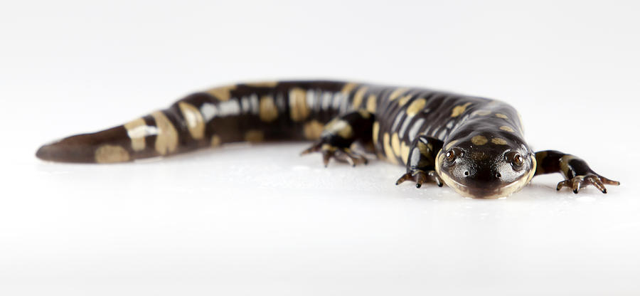 Salamander Smile Photograph by John Crothers