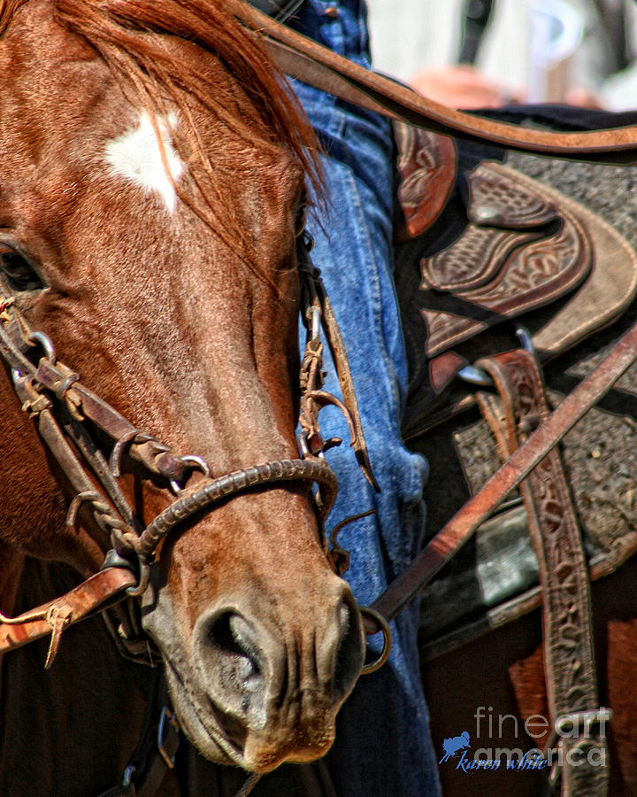 Sale Horse Photograph by Karen White