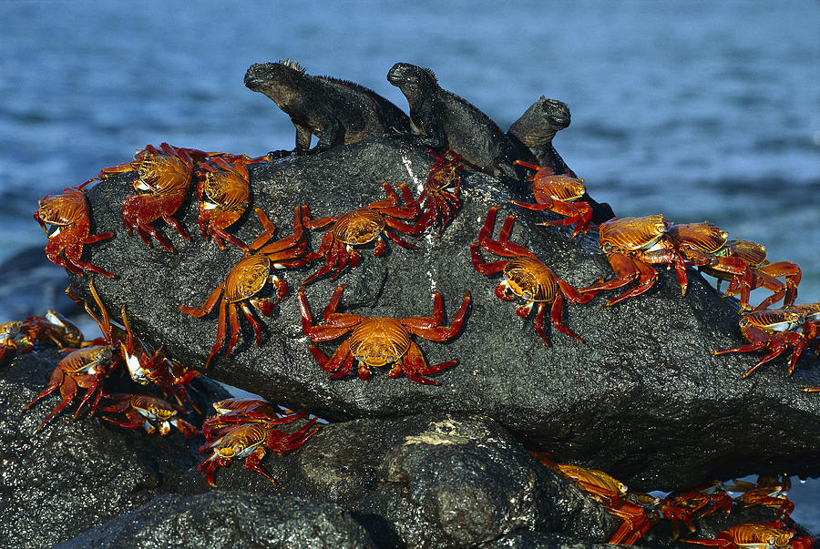 Mp Photograph - Sally Lightfoot Crab Grapsus Grapsus by Tui De Roy