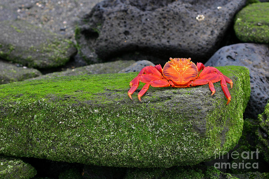 Wildlife Photograph - Sally Lightfoot Crab by Matt Tilghman