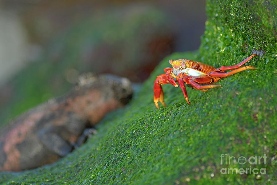 Wildlife Photograph - Sally Lightfoot Crab by Sami Sarkis