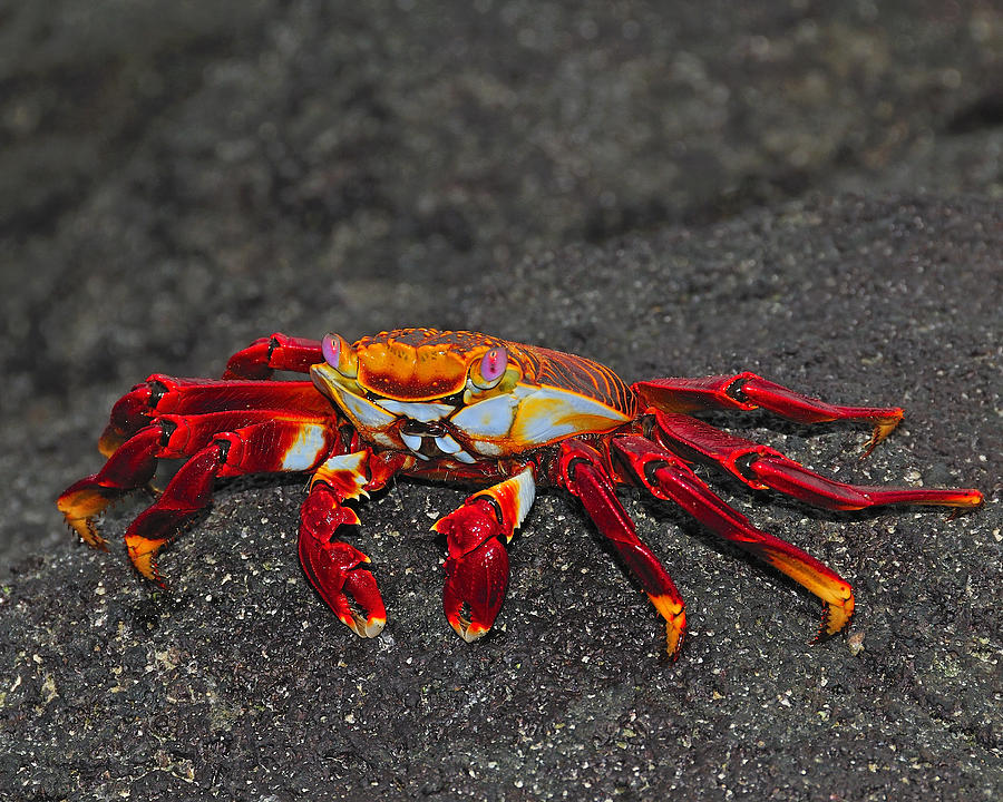 Sally Lightfoot Crab Photograph by Tony Beck