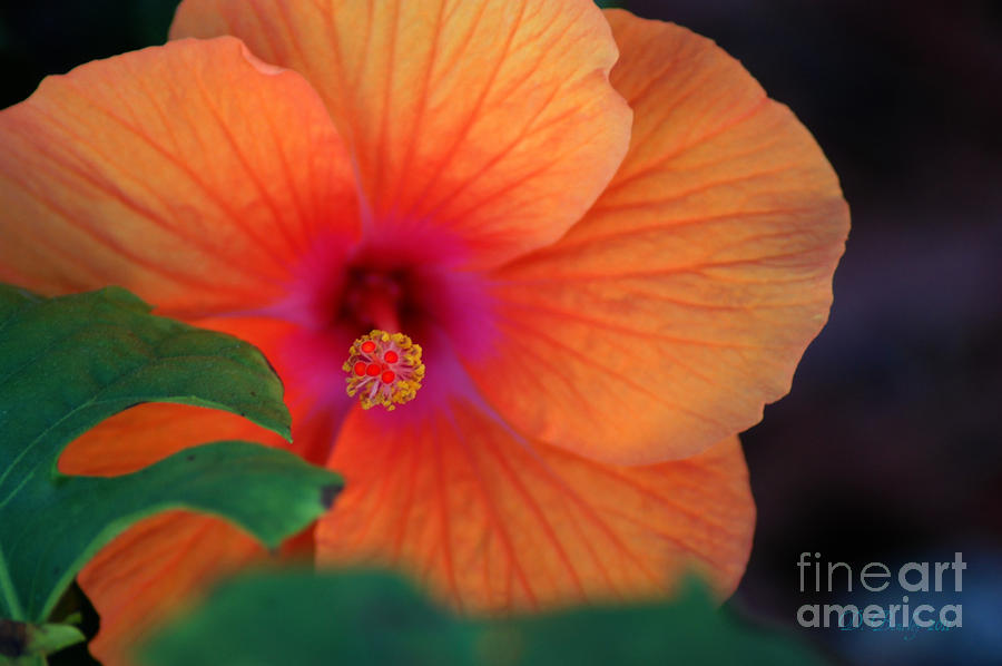 Salmon Hibiscus by DONNA BENTLEY Salmon Hibiscus by DONNA BENTLEY