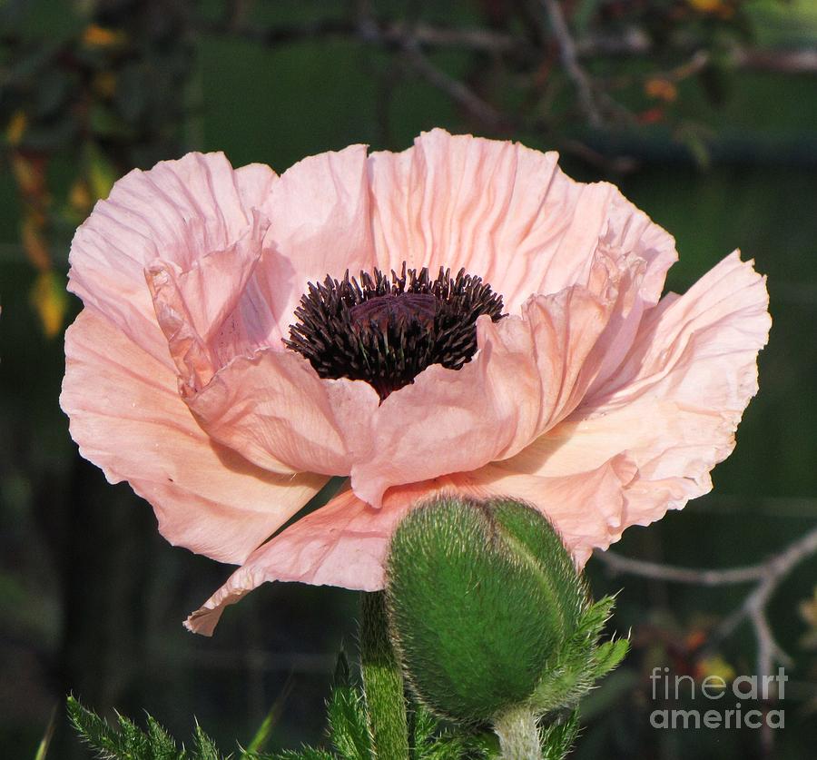 Salmon Oriental Poppy Photograph by Michele Penner