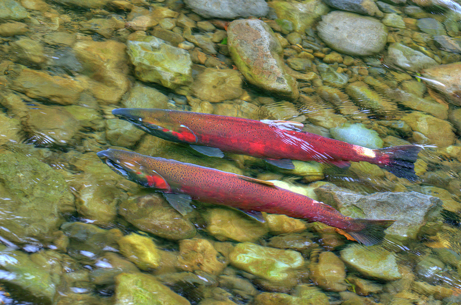 Salmon Spawning by Loree Johnson