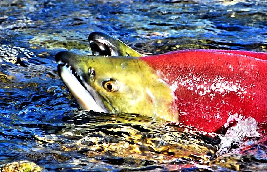 Salmon Photograph - Salmon Struggles by Don Mann