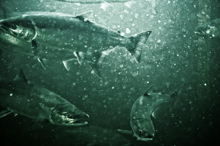 Salmon Photograph