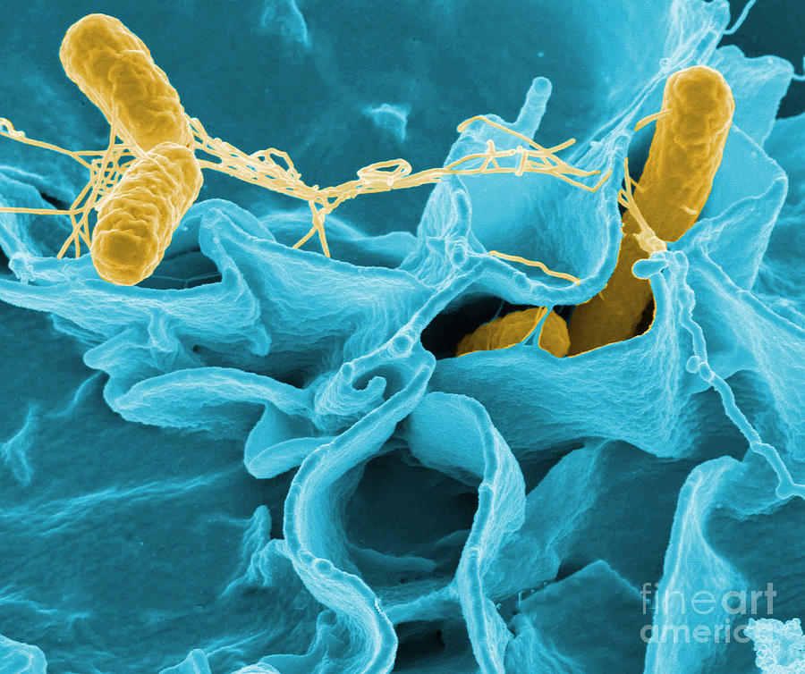 Salmonella Bacteria Photograph by Science Source