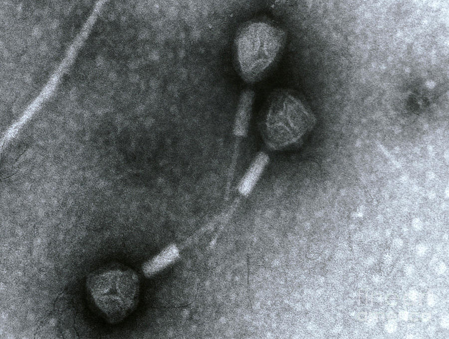 Salmonella Photograph - Salmonella Phage by Science Source