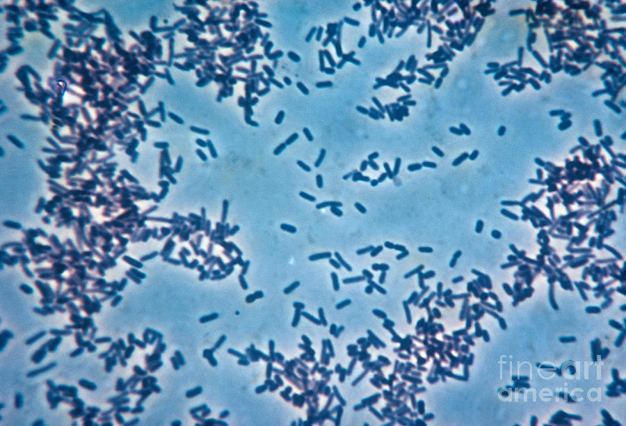 Salmonella Typhimurium Photograph by Eric V. Grave