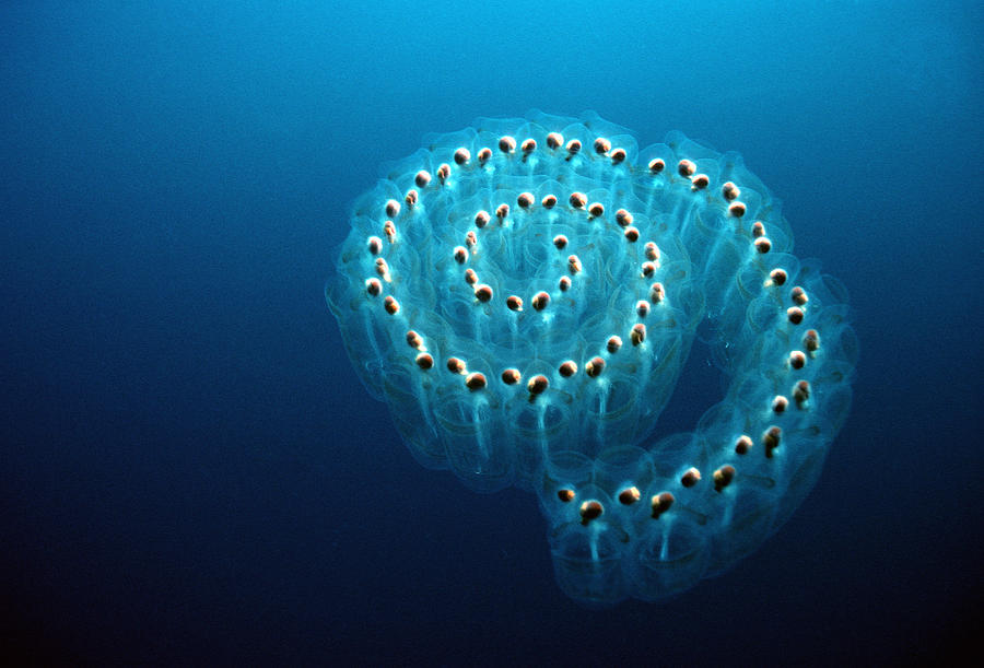 Salps Photograph by Georgette Douwma - Pixels