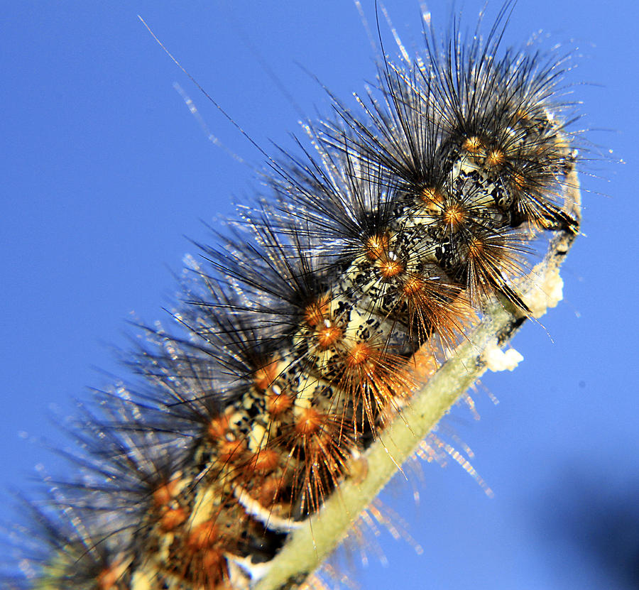 Salt Marsh Caterpillar Photograph by Scott Hovind