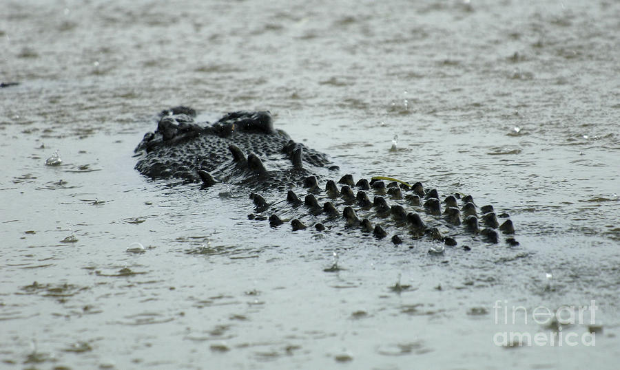 Salt Water Crocodile 3 Photograph by Bob Christopher