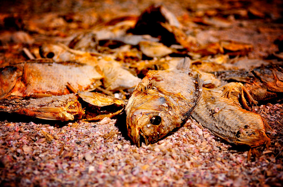 Salton Sea Fish Photograph by Arturo Pena Fine Art America