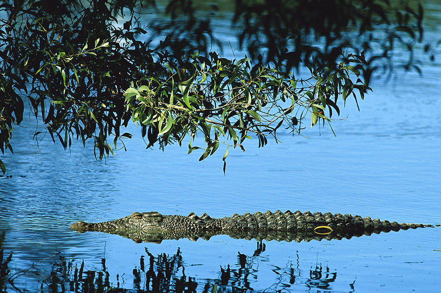 Saltwater Crocodile Australia Photograph by Cyril Ruoso