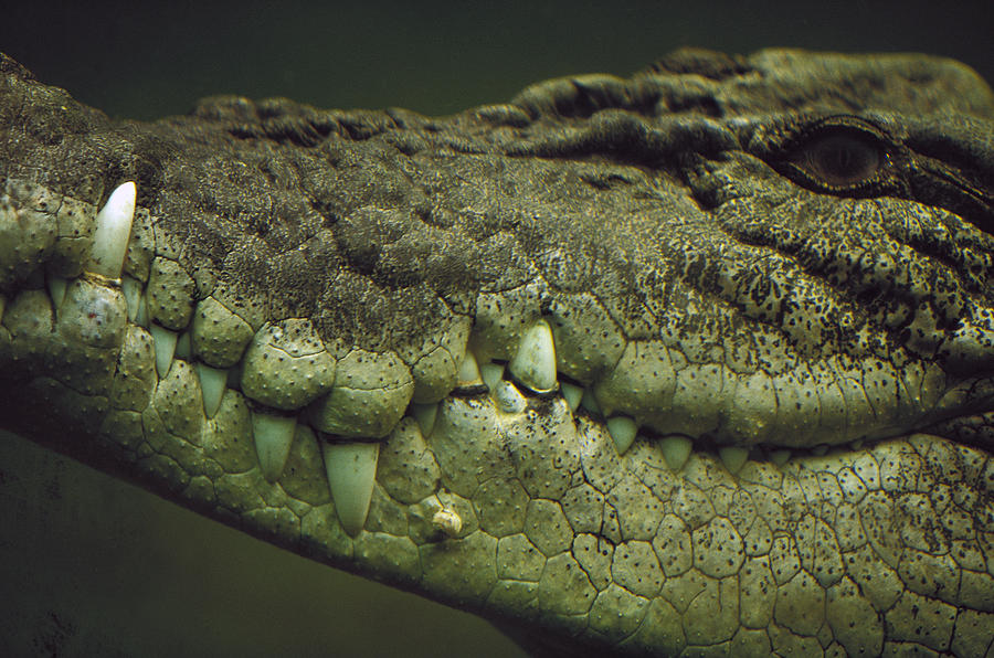 Saltwater Crocodile Teeth Photograph by Cyril Ruoso