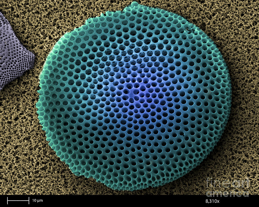 Saltwater Diatom Photograph by Ted Kinsman
