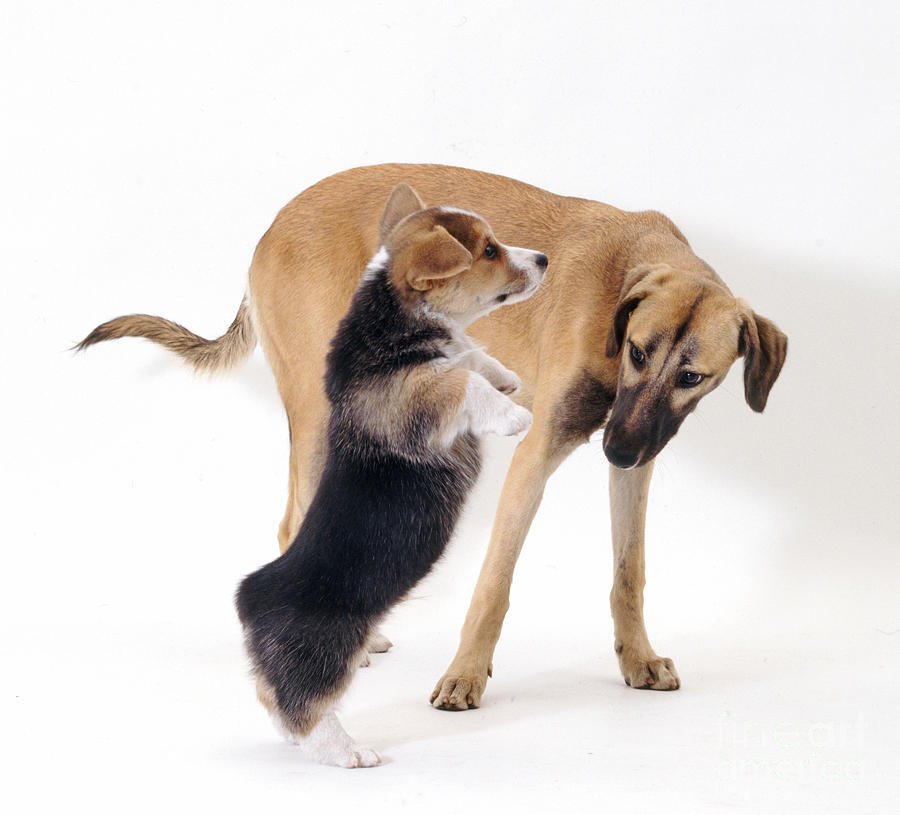 Dog Photograph - Saluki Lurcher And Welsh Corgi Puppy by Jane Burton