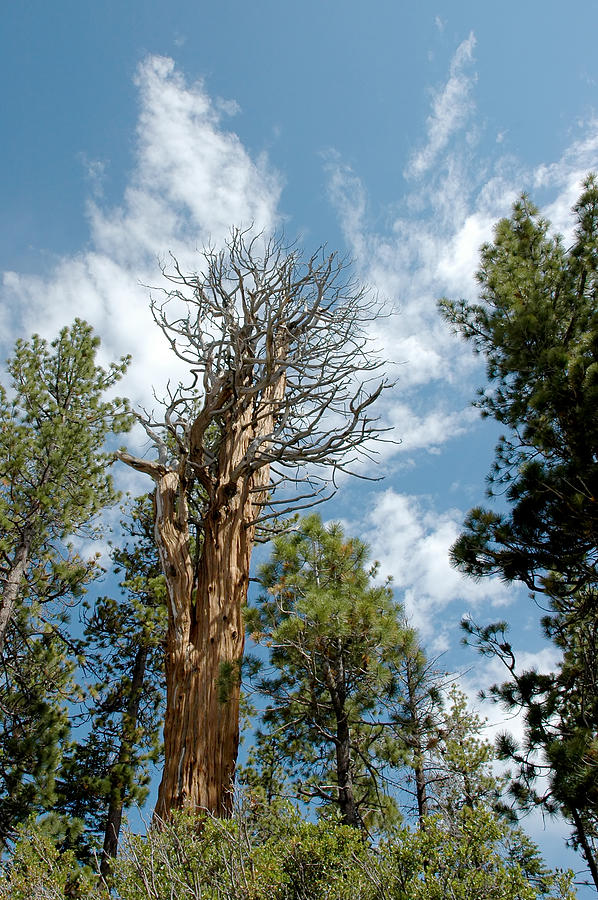 Tree Photograph - Salute to Glorious Trees Lake Tahoe by LeeAnn McLaneGoetz McLaneGoetzStudioLLCcom