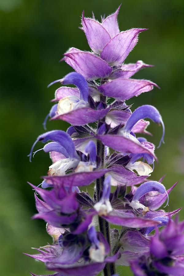 Salvia Sclarea Var. Turkestanica Photograph by Dr Keith Wheeler